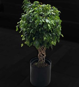 örgülü benjamin, benjamin bitkisi, salon bitkileri