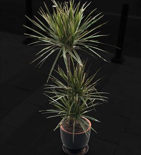 salon bitkisi çeşitleri, bitki gönder, salon çiçeği