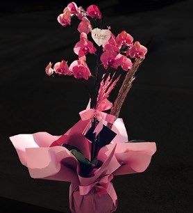 ithal orkide, orkide fiyatları, üsküdar çiçek