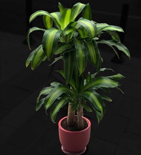 ofis çiçekleri, bitki gönder, salon çiçeği