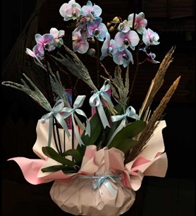 mavi orkide, ithal orkide, orkide gönder