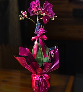 Orkide, Canlı Orkide, Orkide Siparişi