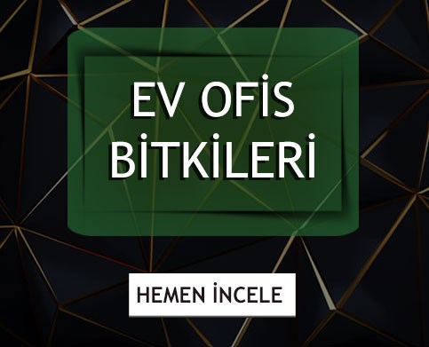 Salon bitkisi çeşitleri zengin çeşidiyle çiçek furyasında. Lütfen sayfamızı ziyaret etmeden karar vermeyin.